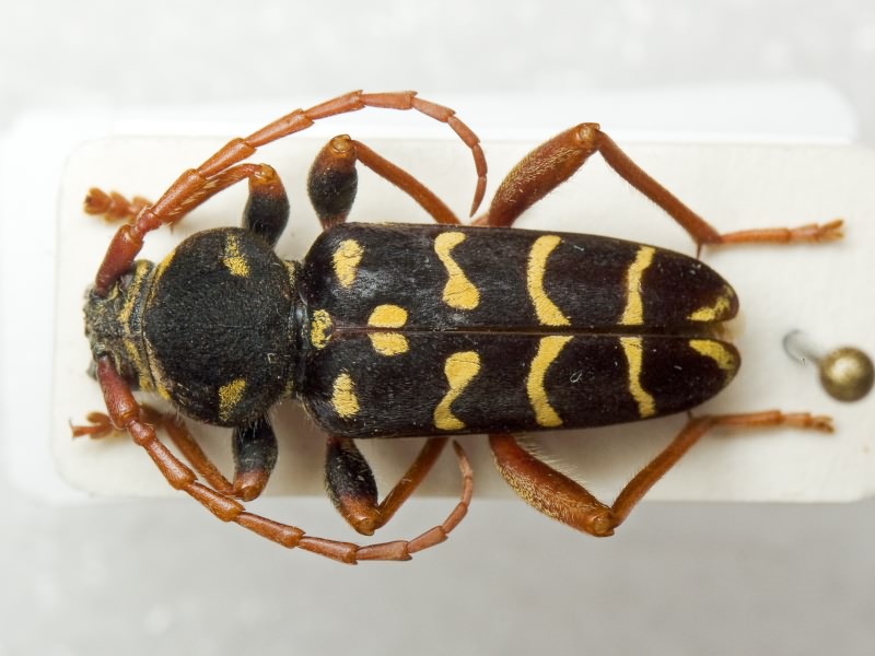 Plagionotus arcuatus (Linnaeus, 1758)